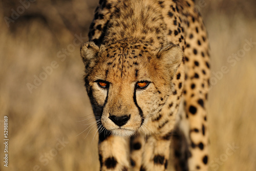 Photo: Gepard Gepard