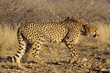 Gepard