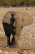 Elefant