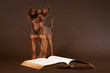 Photo: Russian toy terrier puppy on dark brown background Russian toy terrier puppy on dark brown background