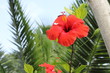 tropical flower close up