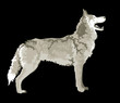 wolf, vector image