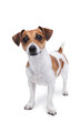 Smart small dog
