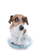 unsuccessful pet diet