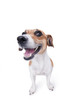 smile emotional animal