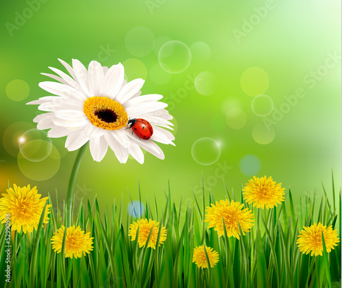 Vector: Summer nature background with ladybug on white flower. Vector. Summer nature background with ladybug on white flower. Vector.