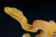 Photo: Emerald tree boa / Corallus caninus Emerald tree boa / Corallus caninus