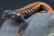 Photo: Crocodile newt / Tylototriton kweichowensis Crocodile newt / Tylototriton kweichowensis