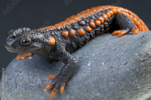 Photo: Crocodile newt / Tylototriton kweichowensis Crocodile newt / Tylototriton kweichowensis