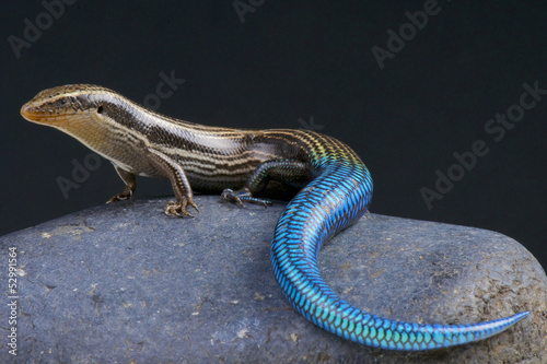 Photo: Blue-tailed skink / Chalcides sexlineatus Blue-tailed skink / Chalcides sexlineatus
