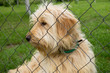 dog in asylum