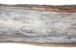 .wood cross section, backgrounds bark and wood texture on white