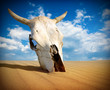 Skull in the Desert
