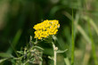 beautiful little yellow flowers in nature