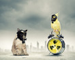 Photo: Cat and parrot in gas masks Cat and parrot in gas masks