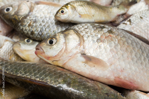 Photo: background of fish background of fish
