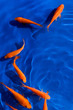 金魚