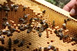 Foto: Apiculture Apiculture