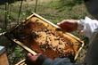 Foto: Apiculture Apiculture