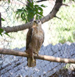 hawk in nature