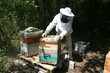 Apiculture