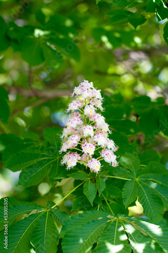 Photo: beautiful flowers of chestnut in nature beautiful flowers of chestnut in nature