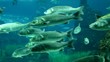 Video: Marine life in the aquarium Marine life in the aquarium