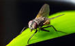 Fliege sitzt auf einem Blatt