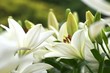 爽やかな白のユリの花畑