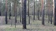Beautiful coniferous forest, steadicam shot.