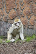 the monkey barbary chews a grass