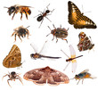 set of brown color insects isolated on white