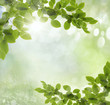 Photo: background spring background spring