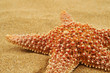 starfish on the sand of a beach