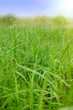 canvas print picture - Grass with dew in the field