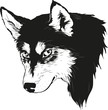 Husky