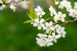 Apple flowers