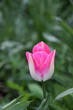 Photo: rosa weiße Tulpe rosa weiße Tulpe