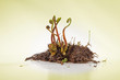 Fern Fiddleheads In Spring