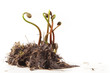 Fern Fiddleheads In Spring