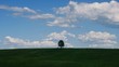 Lonely tree on a meadow against sky with clouds