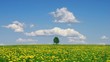 Single lone tree