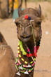 Camel at the Pushkar Fair in Rajasthan, India