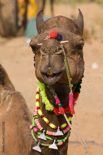Photo: Camel at the Pushkar Fair in Rajasthan, India Camel at the Pushkar Fair in Rajasthan, India