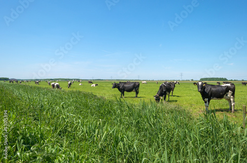 Photo: Grazing cows in a sunlit meadow in spring Grazing cows in a sunlit meadow in spring