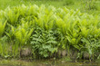 Green nature