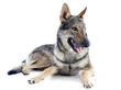 Czechoslovakian Wolfdog