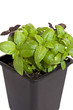 green basil in a pot