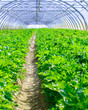 growing vegetables in a greenhouse