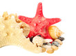 Sea star